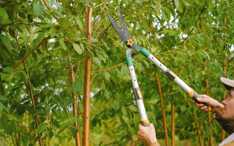 Tree trimming in Sutherlin, OR